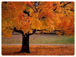 Fall Services